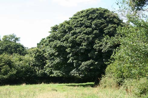 Sycamore tree