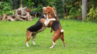 Two beagle dogs outside