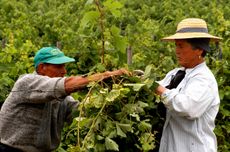 Bairrada Portugal vineyard harvest