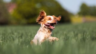 Puppy playing in a field