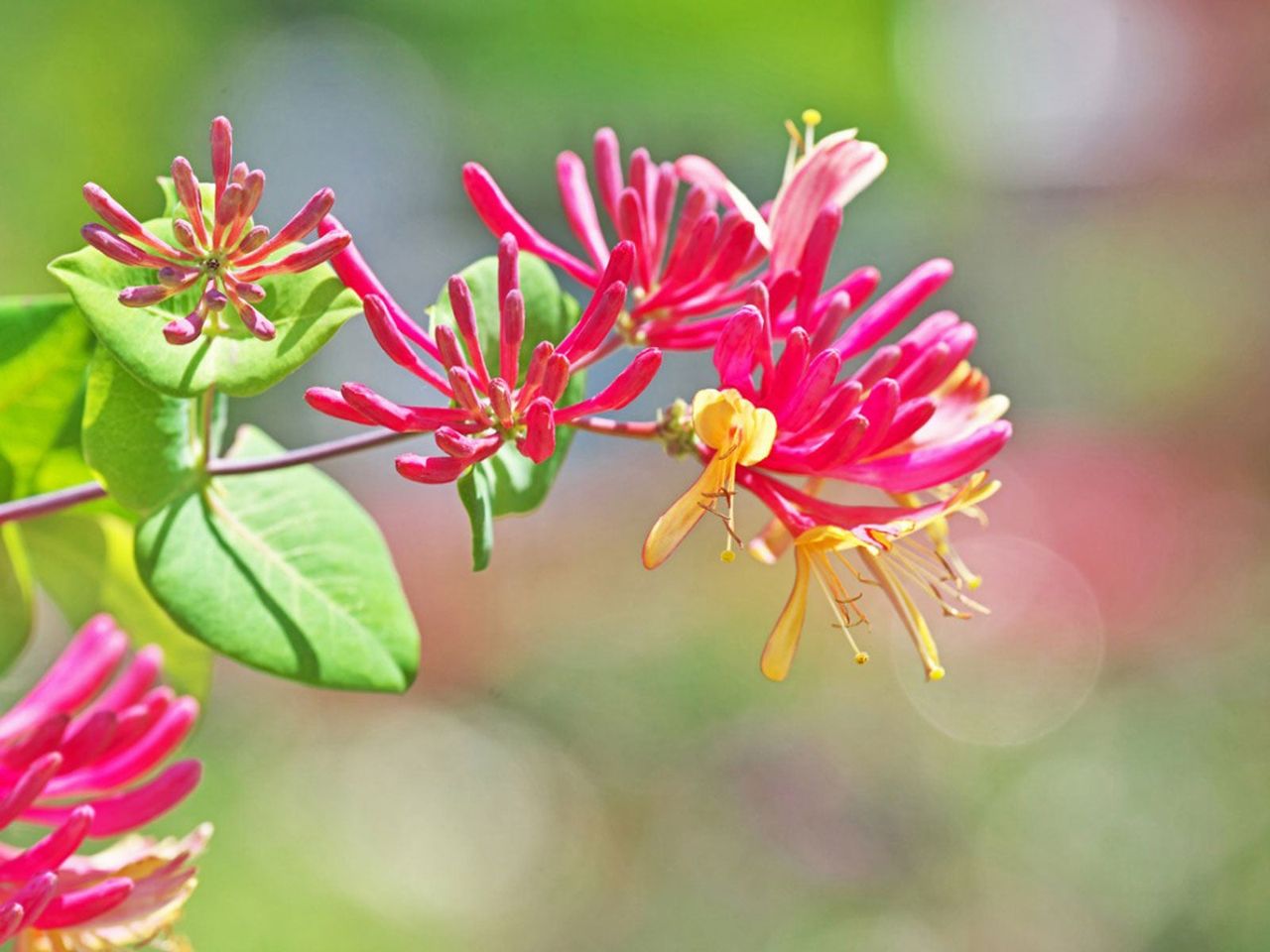 Vines With Pink Flowers