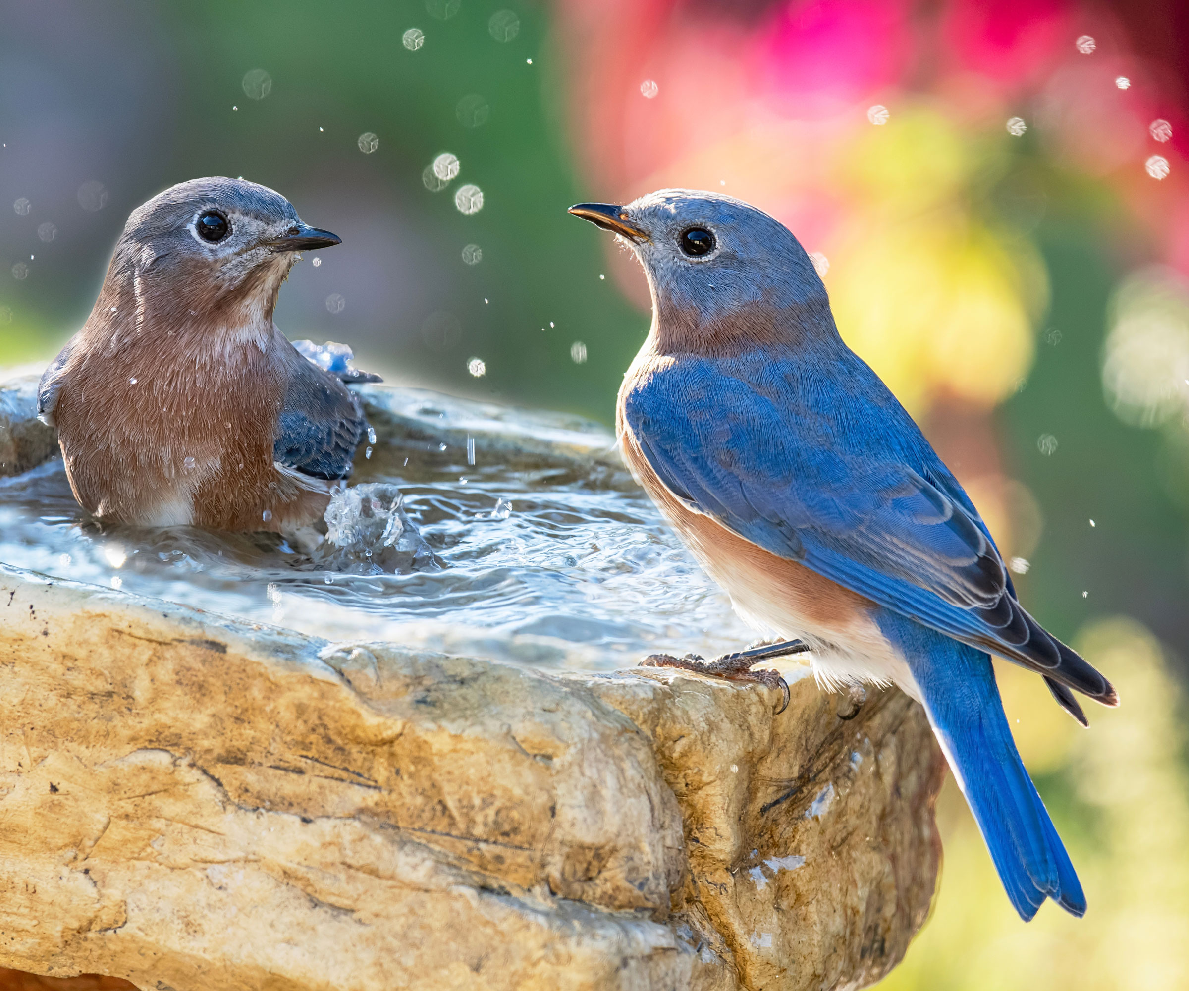 male and female bluebirds splashing in bird bath