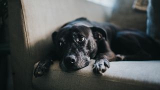 A black lab on the couch looks off to the side with a sad expression