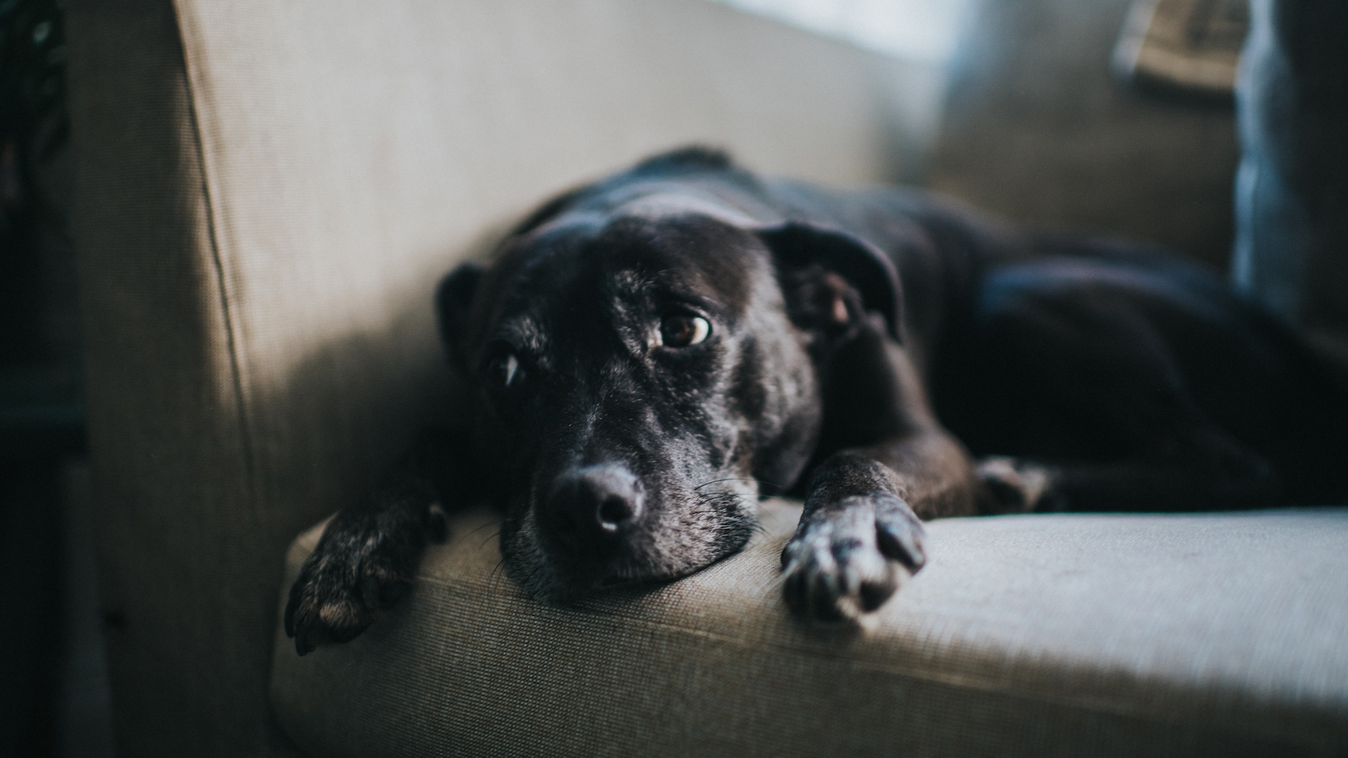  Dogs can smell their humans' stress, and it makes them sad 