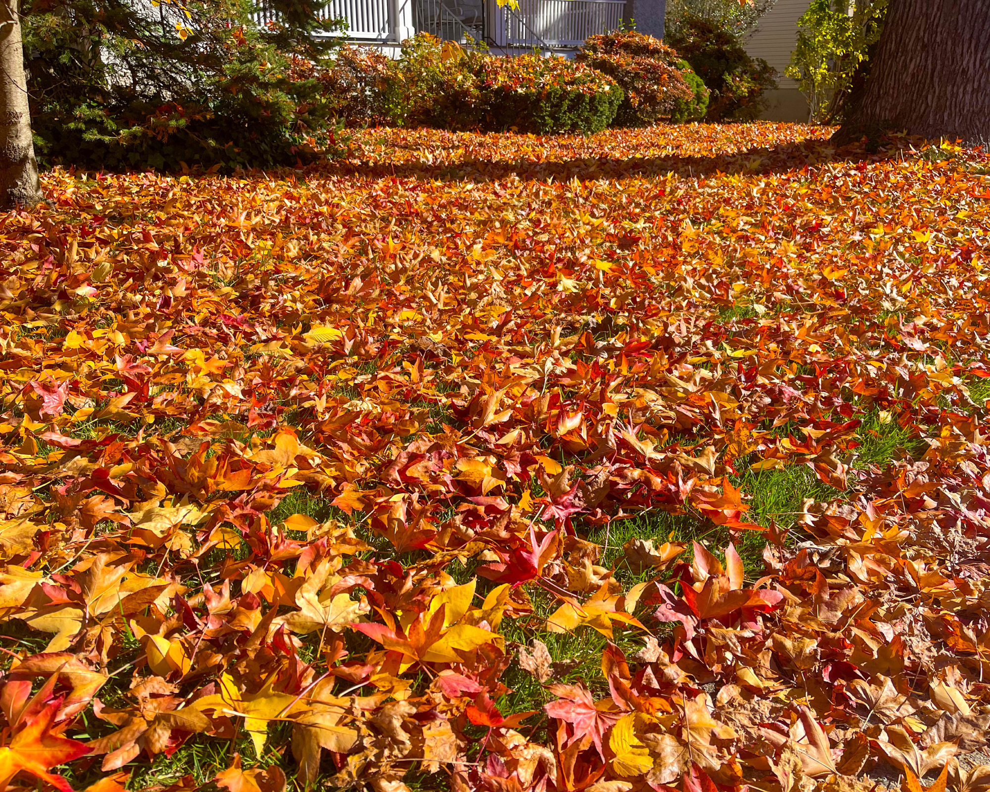 lawn covered in fallen leaves