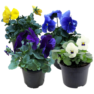 A set of four healthy flowering pansy plants from Amazon