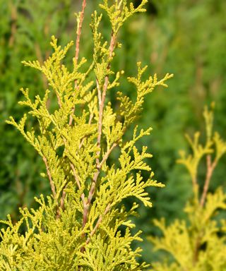 amber gold arborvitae tree in garden