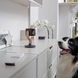 Hive View security camera on a sideboard with a black and white dog looking at it