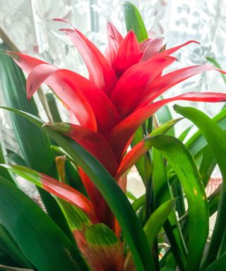 bright red flowered bromeliad plant on windowsill