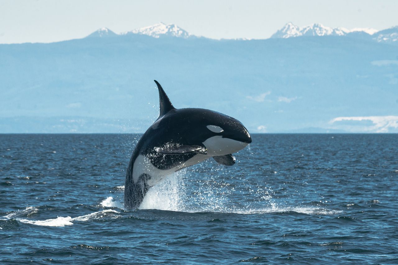 An orca, spotted here without a hat.