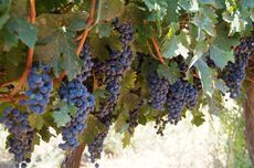 Cabernet Sauvignon Wine Guide