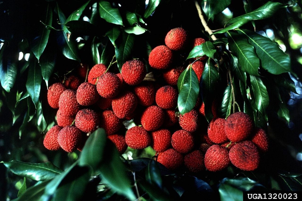 Lychee Plant