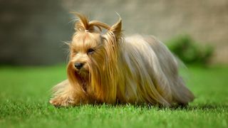 Yorkshire terrier on grass