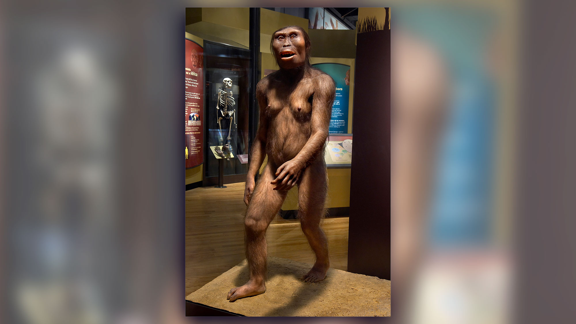 Lucy belongs to one of the best known early human species, Australopithecus afarensis, which lived about 3.85 million to 2.95 million years ago.