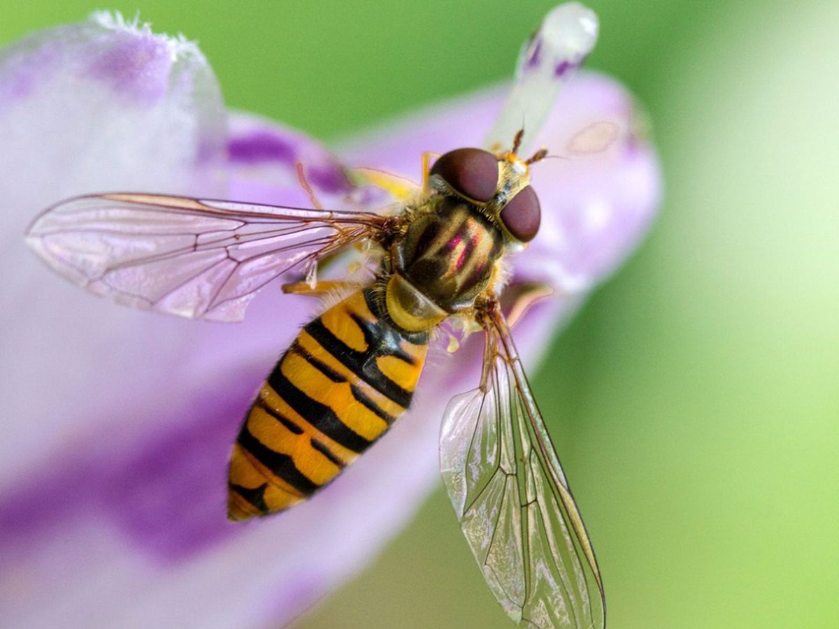The Beneficial Hover Fly - How To Use Hover Flies In Gardens