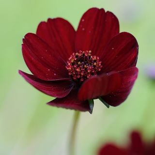 Chocolate cosmos on blurred green background