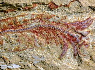 Oldest Nervous System Fossil