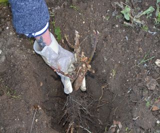 Planting a bare root rose