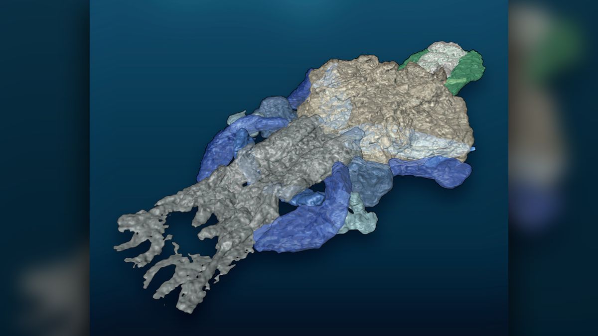 Palaeospondylus as reconstructed by synchrotron radiation x-ray computed tomography.