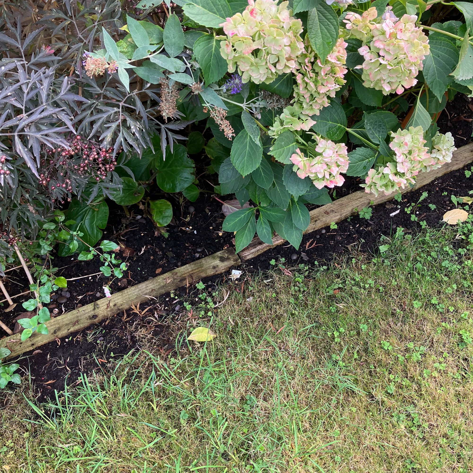 lawn with flower bed and plants