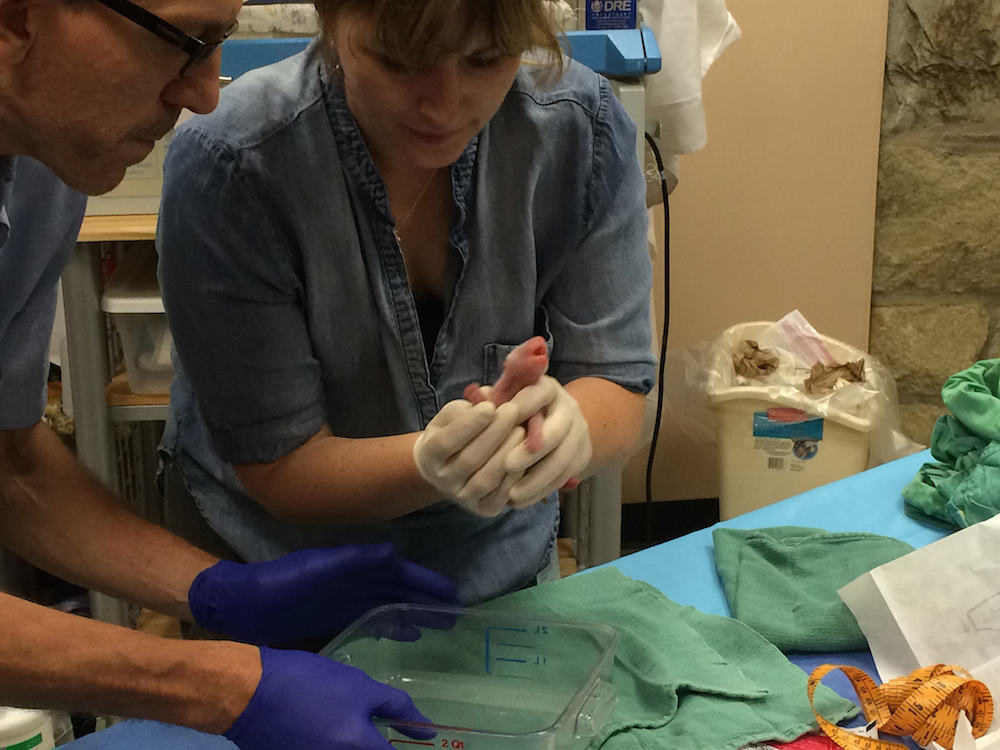 The second-retrieved cub squirms as a team examines its weight, length, mouth, heart rate and breathing.