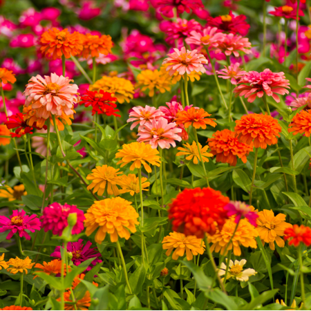 California Zinnia Mix Plants Live for Planting, 3 Plants in Pot, Beautiful Bright Crisp Colors, California Giant Mix, 4-6 Inch Tall