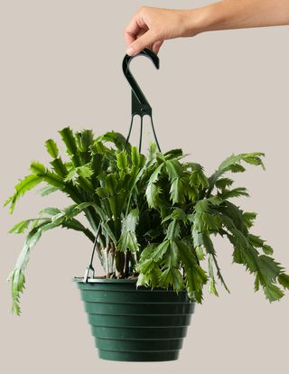 Christmas Cactus Hanging Basket - Medium / Grow Pot / Plastic