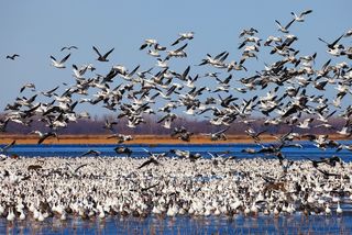 snow geese