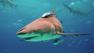 a photograph of a lemon shark with a smaller fish attached to its back