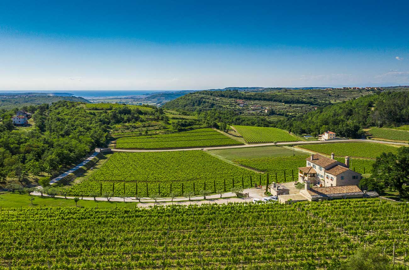 Exploring Istria&amp;rsquo;s wine estates - Kabola&amp;rsquo;s vineyards