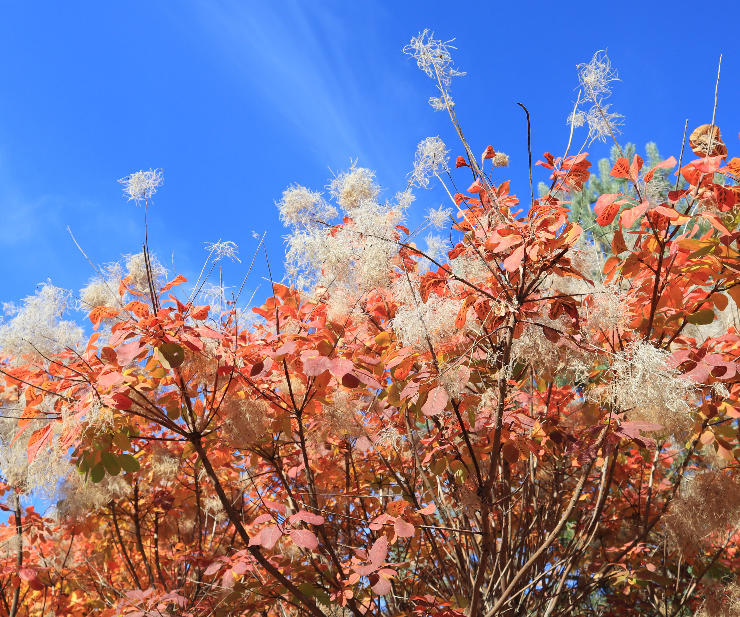 American smoke tree showing red foliage and white flowers