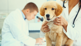 Golden retriever being assessed at the vets