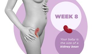 Pregnancy week by week 8 