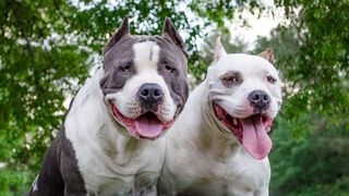 Two American Staffordshire Terriers outside