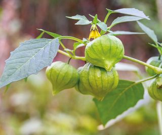 Tomatillo growing in a kitchen garden