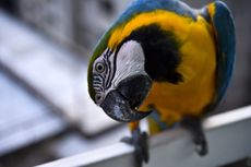 Blue and yellow macaw.