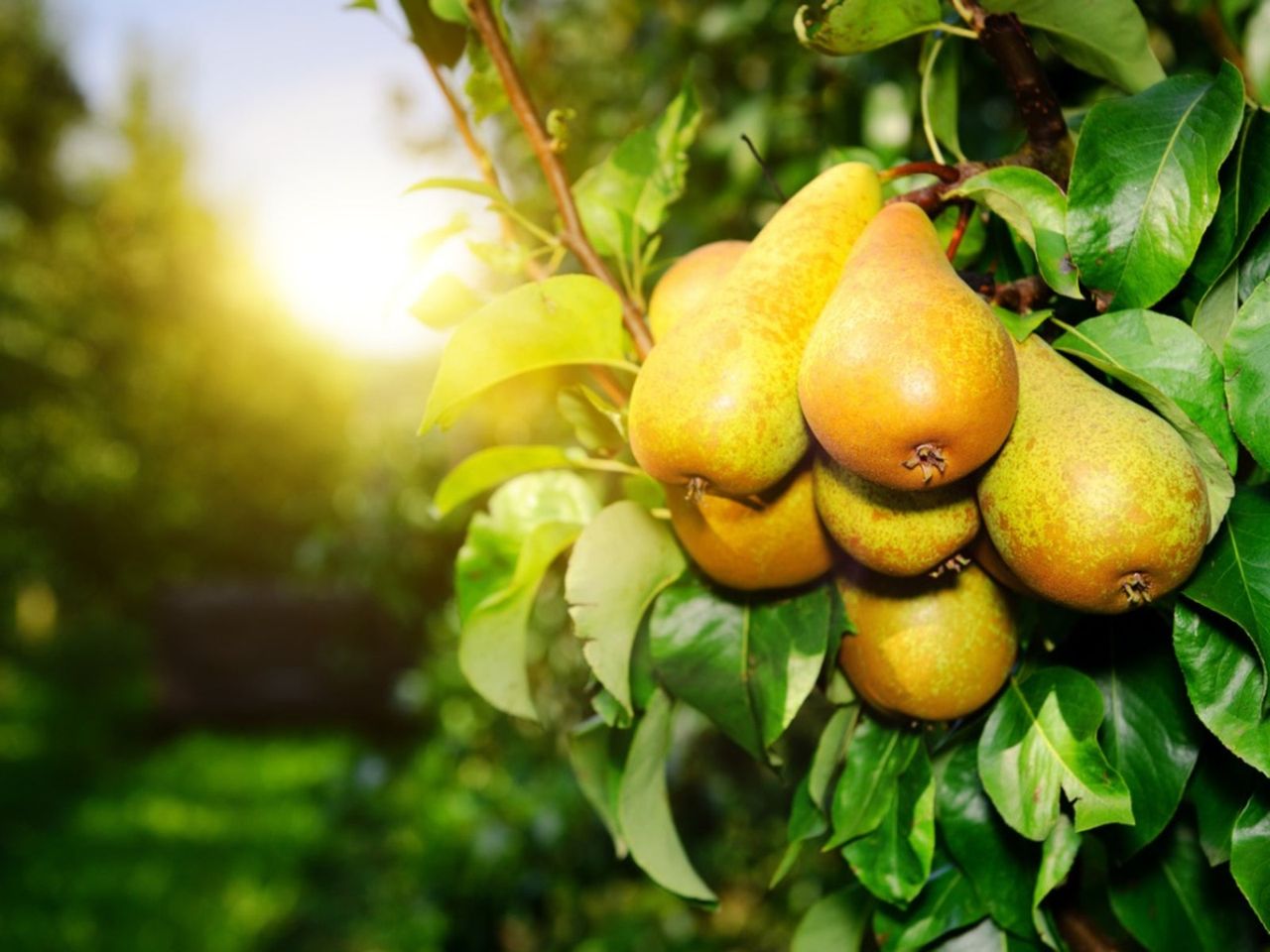 Sun Light Shining On Pear Trees