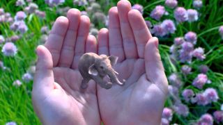 Magic Leap elephant