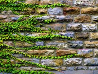 ivy wall