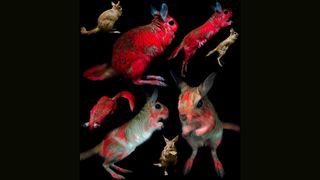 Scientists identified fluorescence in springhares from museum specimens and captive animals.