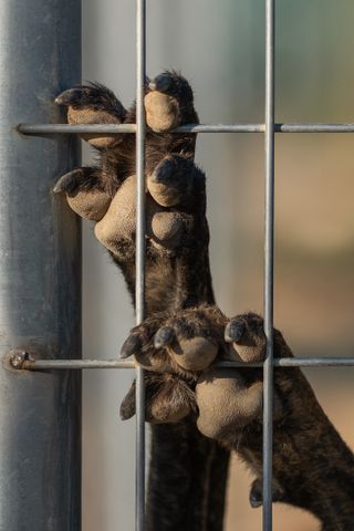 A close-up of a dog's paw gripping a metal fence.