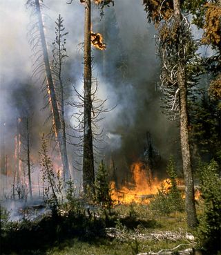 Yellowstone wildfire