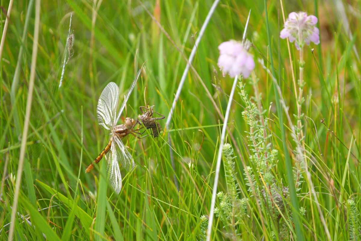 Sony RX10 V bridge camera sample gallery, a closeup of a dragonfly in a nature reserve, it's feeding on prey