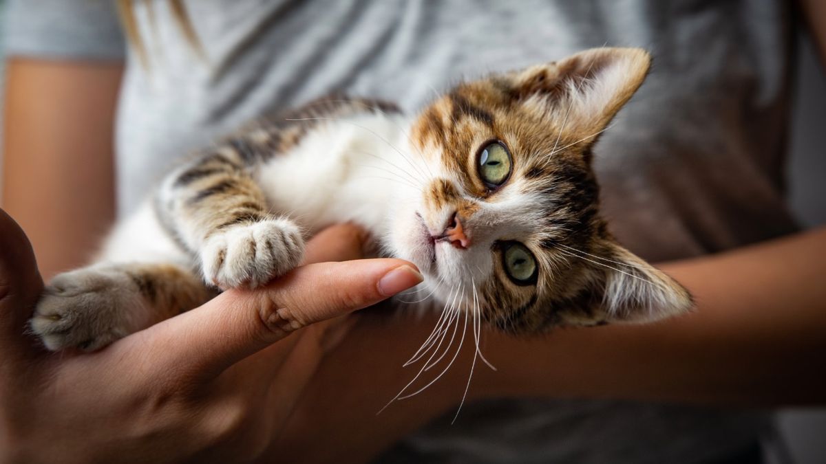 We asked a vet how to care for newborn kittens, here’s what they said PetsRadar