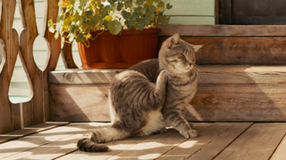 Cat sitting in front of wooden steps while using its hind leg to scratch