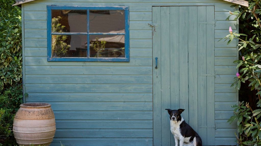 dog sitting in front of blue garden shed 