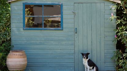 dog sitting in front of blue garden shed 