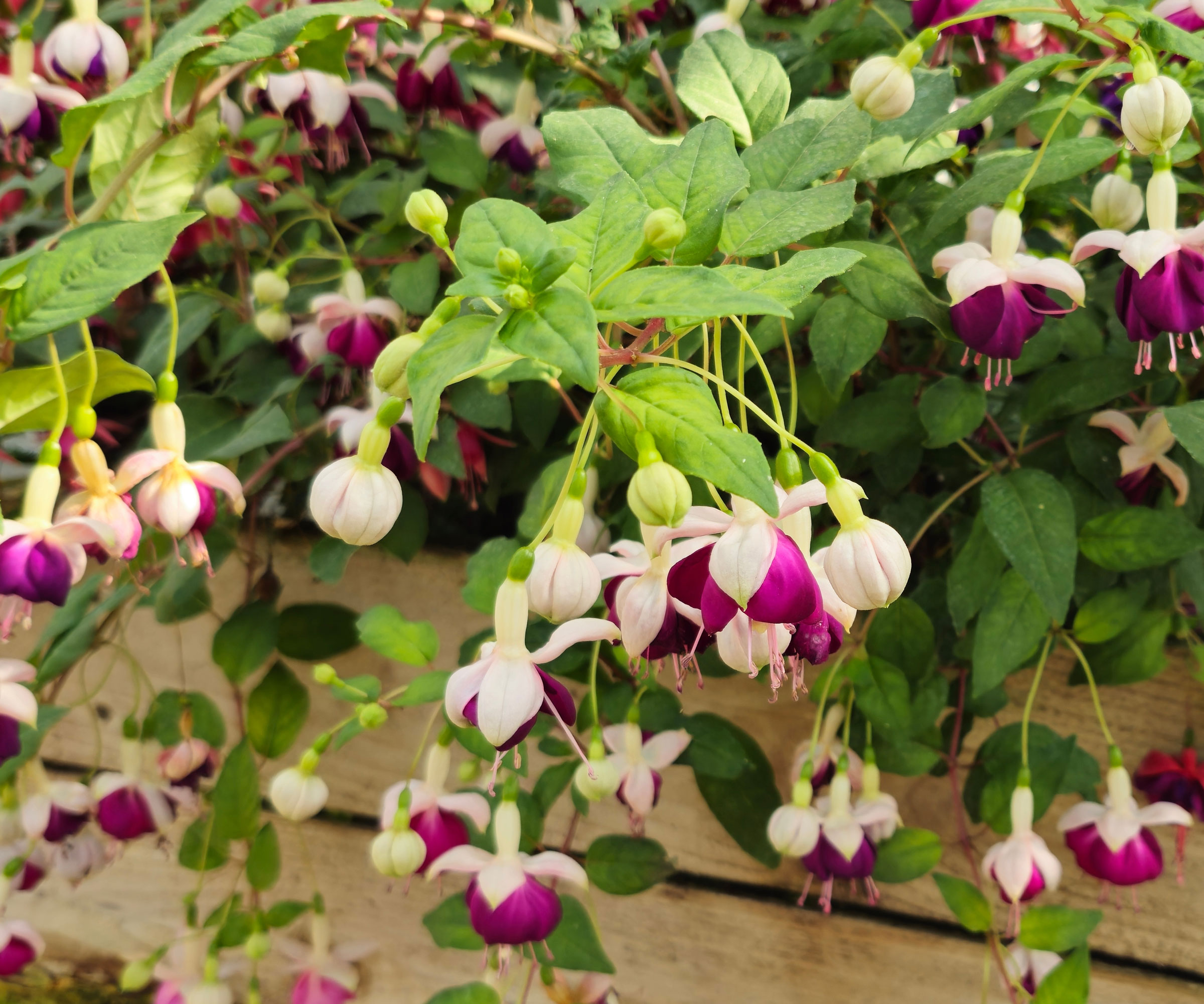 fuchsia plants in balcony planter