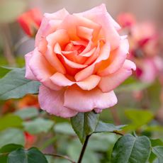 Pink rose plant