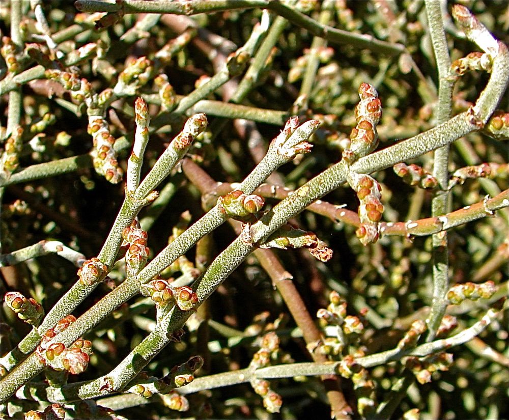 Desert Mistletoe: Photos Of 'Tree Thieves' In The American Southwest ...